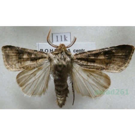 Agrotis clavis (Hufnagel, 1766) male Rolnica Czech11k